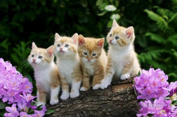 Cat Painting - four kittens photo